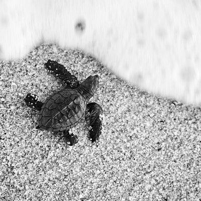 Los Cabos turtle release conservation program