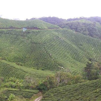 Cameron Highlands Hill Forest Walk 