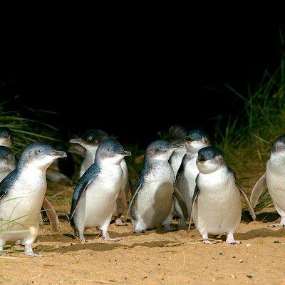 Full-Day Phillip Island Tour with Kangaroo, Koala and Penguin Parade