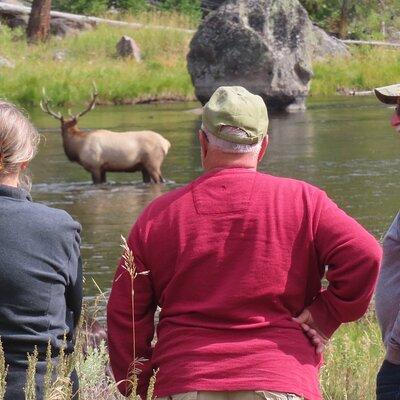 Upper Loop Tour and Lamar Valley from West Yellowstone with Lunch