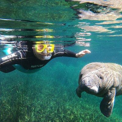 Semi-Private Manatee snorkeling with In Water Guide