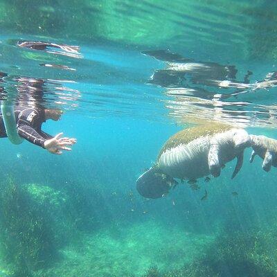 4 Hour VIP Manatee Snorkel with In Water Guide–Small Group