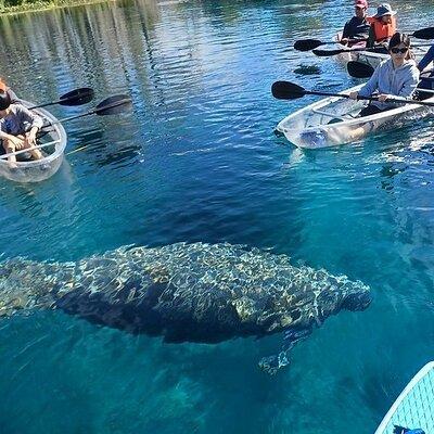 Clear Kayak or Paddleboard Manatee Adventure