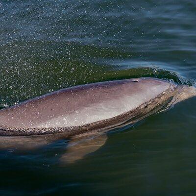 National Park Pedal Kayak Tours in New Smyrna Beach