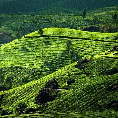 kochi to munnar A Private guided fullday tour with hotel pickup 