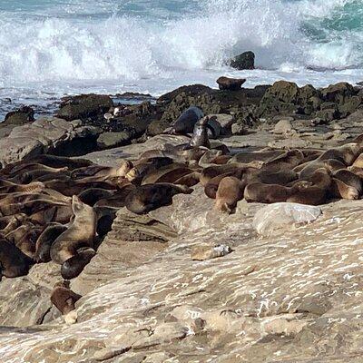 La Jolla Jig Scavenger Hunt 