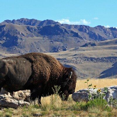 Great Salt Lake and Antelope Island Day Tour