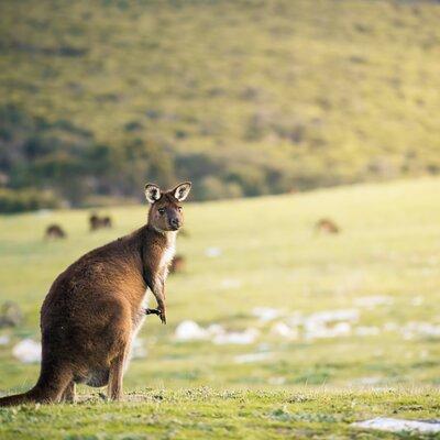 3-Day Kangaroo Island Adventure Tour