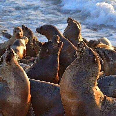 1.5 Hour Walking Tour from La Jolla in San Diego