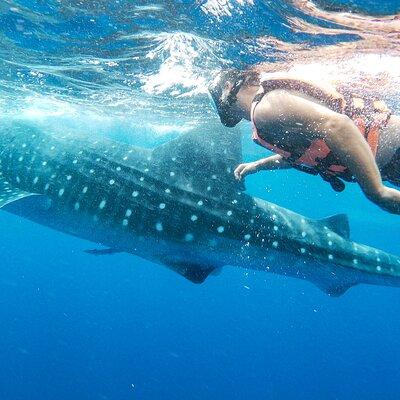 Whale Shark Adventure in Isla Mujeres and Cancun