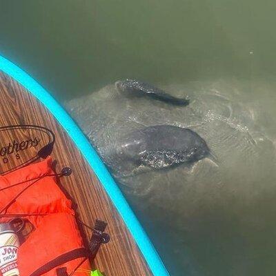 Dolphin, Manatee and SeaTurtle SUP Adventure Tour of St Augustine