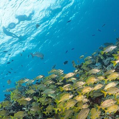 Snorkel Tour at Musa and Manchones Reef