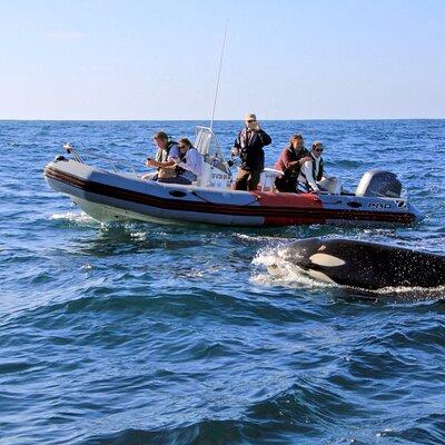 Whale and Dolphin Watching in San Diego 