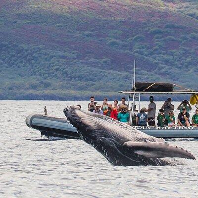 Eye-Level Whale Watching Eco-Raft Tour from Lahaina