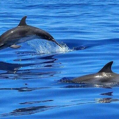 Dolphin Shelling Snorkeling Cruise in Tampa