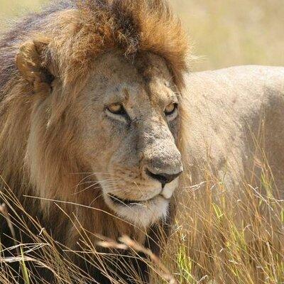 Half Day Guided Tour in Nairobi National Park