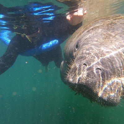 Semi-Private Manatee Swim Tour With In-Water Guide/Photographer