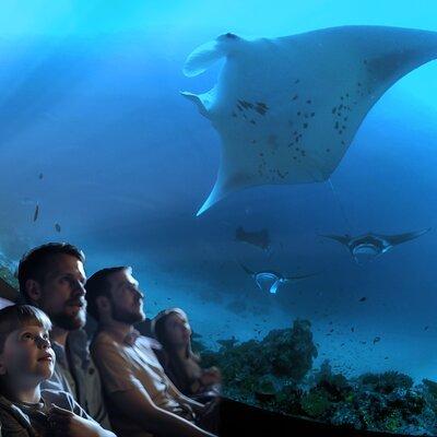 A 360° Immersive Ocean Movie Experience (Catalina Island) 