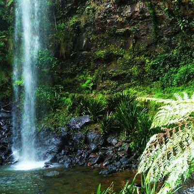 Glow Worms - Nocturnal Rainforest/Waterfall Adventure