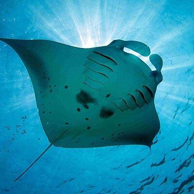 Swim with Manta Rays : Snorkeling Day Trip from Bali