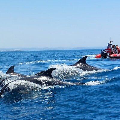 Dolphins and Benagil Caves from Albufeira