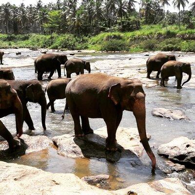 Private 8 day tour in Sri Lanka