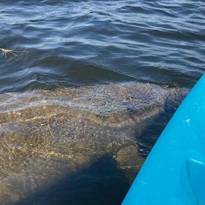 2.5 Hour Kayaking with Manatee and History Tour in Tarpon Springs