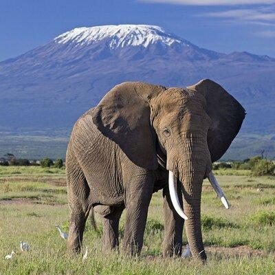 5days Tour Tsavo East & west, Amboseli from Mombasa