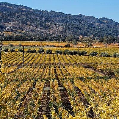 Private Guided Wine Tour of Napa Valley