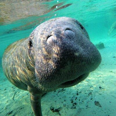 3 hours Manatee Swim Tour in Florida