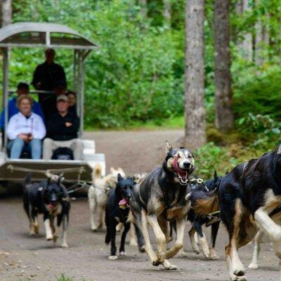 Sled Dog Adventure in Skagway