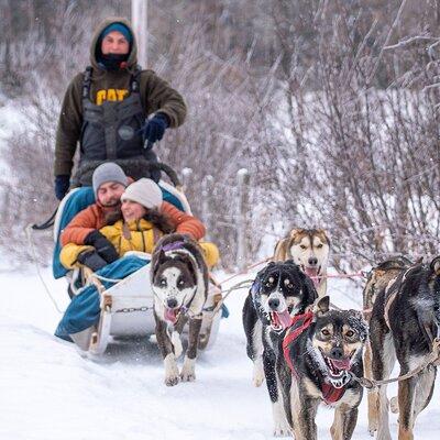 Ultimate Dog Sledding Tour - Day trip from Ottawa & Gatineau