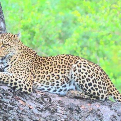 Sabi Sand Sunset Safari