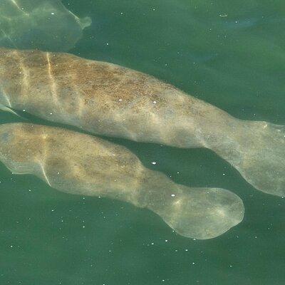 Manatee Discovery Anna Maria Island