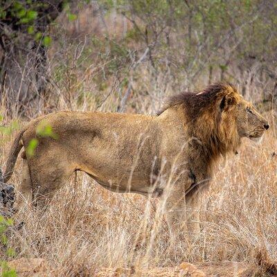 5 Day Immersive Kruger National Park Safari