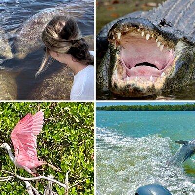 Manatee, Dolphin, and 10,000 Islands Eco Beach Tour by Boat