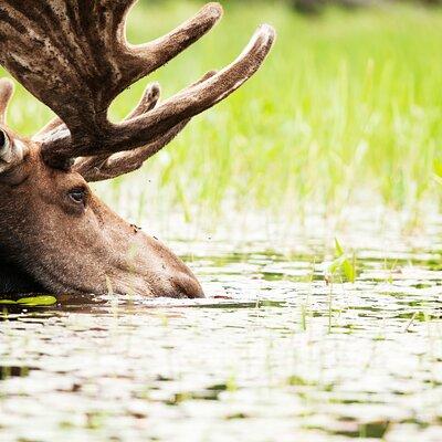 Guided Tours Algonquin Park