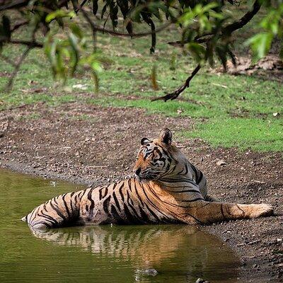 Full-Day Trip to Ranthambore National Park from Jaipur