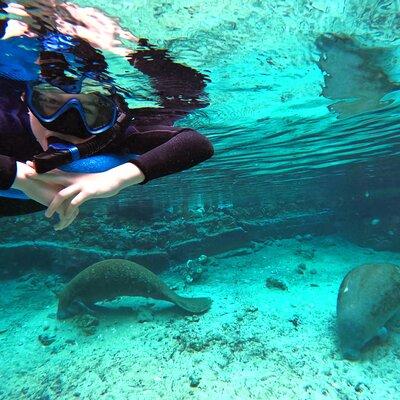 Small Group 6 Passenger Manatee Swim 