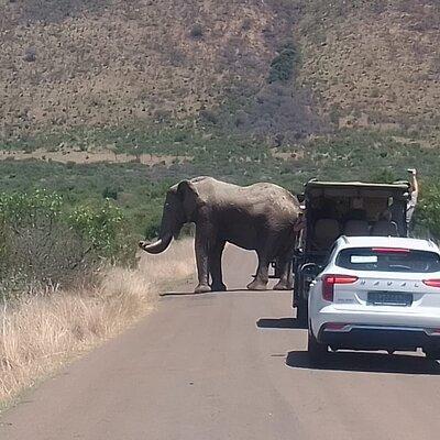 2 Day 1 Night Pilanesberg Safari from Johannesburg 