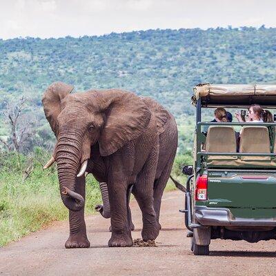 Full Day Exquisite Pilanesberg Safari from Johannesburg