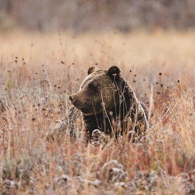 3 Day Wildlife Photography Tour in Yellowstone National Park