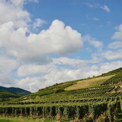 Private day trip from Basel to Alsace Wine Region, local driver