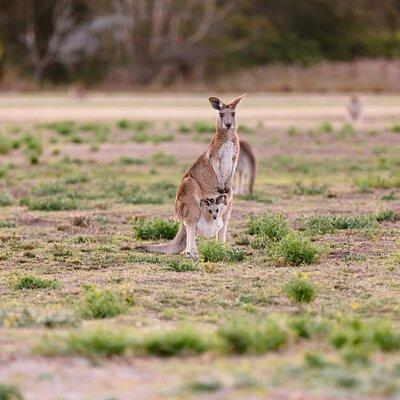 Kangaroos and Mountain Views Day Tour from Gold Coast