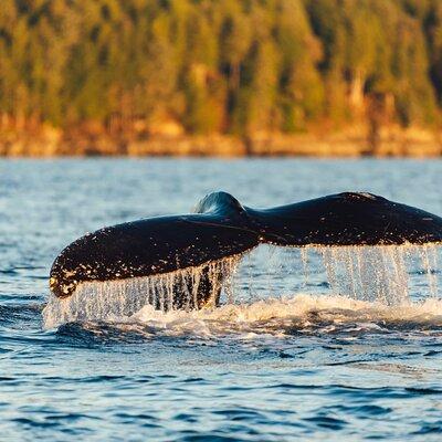 Experience Local Marine Wildlife Tour