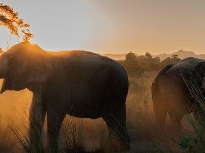 Private Elephant Sanctuary