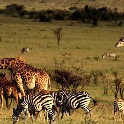 Half Day Safari Tour from Durban