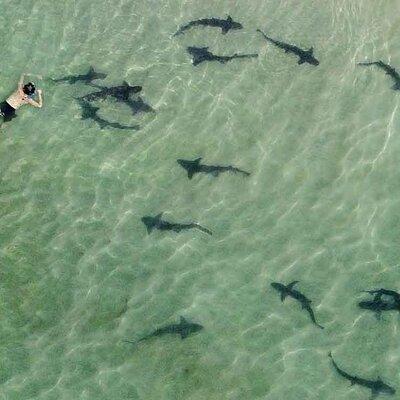 La Jolla Snorkel with the Leopard Sharks