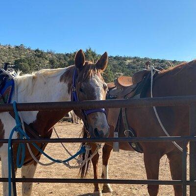 Horseback Ride near the Grand Canyon's West Rim