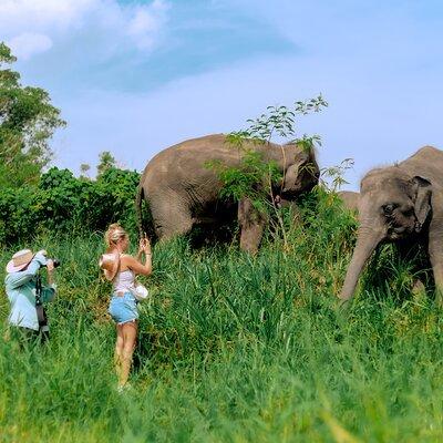 Elephant Sanctuary Small Group Tour in Phuket